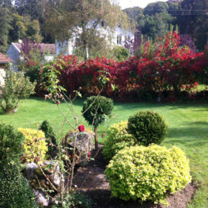 Rose-du-jardin Rose-du-jardin